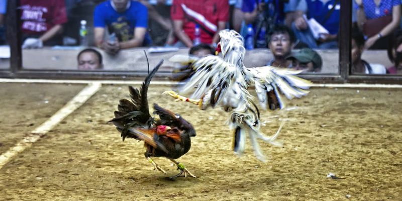 Những điểm khác biệt của đá gà Thái Lan 